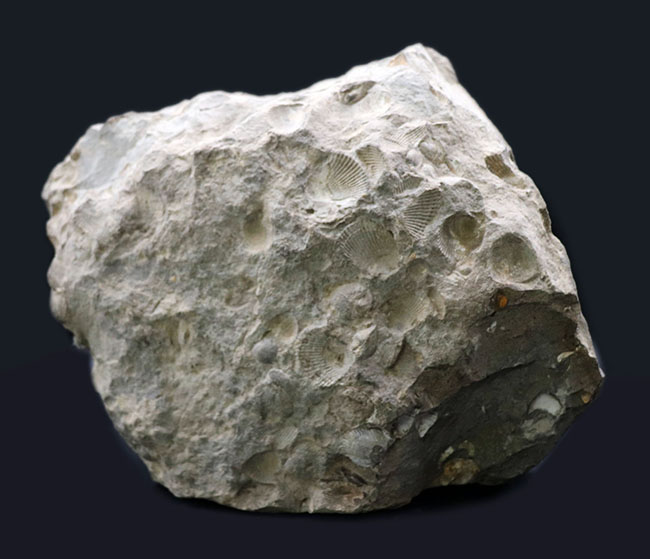 一辺が２３センチ四方の特大サイズ！国産の二枚貝の群集化石（その7）