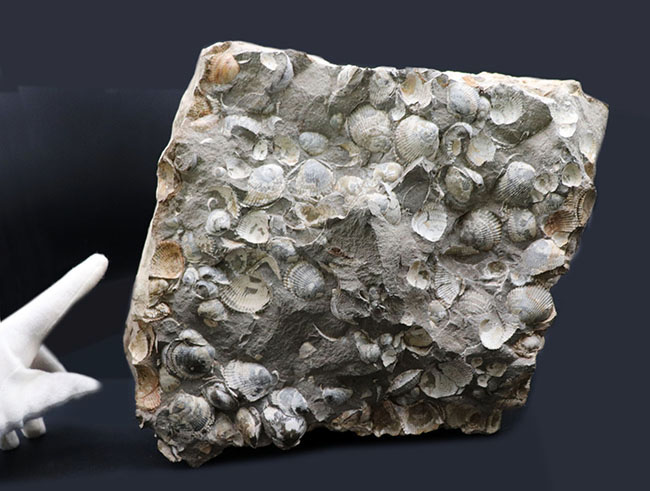 一辺が２３センチ四方の特大サイズ！国産の二枚貝の群集化石（その8）