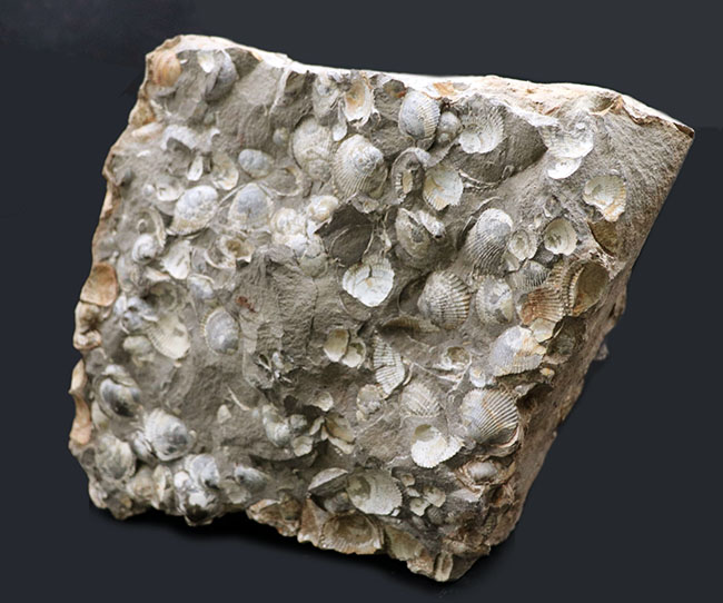 一辺が２３センチ四方の特大サイズ！国産の二枚貝の群集化石（その9）