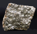 一辺が２３センチ四方の特大サイズ！国産の二枚貝の群集化石