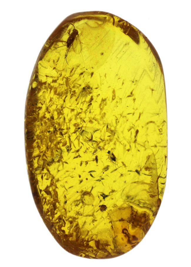 羽虫に加え多数の星状毛が認められる、およそ４０００万年前の樹脂が起源とされるバルト海産の琥珀（Amber）（その2）