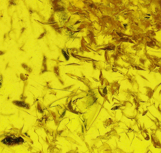 羽虫に加え多数の星状毛が認められる、およそ４０００万年前の樹脂が起源とされるバルト海産の琥珀（Amber）（その5）