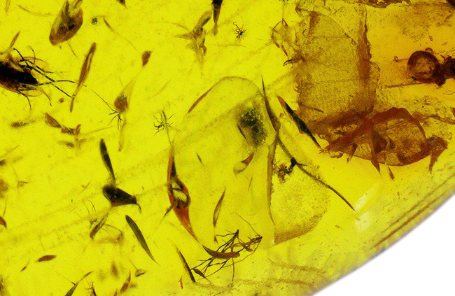 羽虫に加え多数の星状毛が認められる、およそ４０００万年前の樹脂が起源とされるバルト海産の琥珀（Amber）（その6）