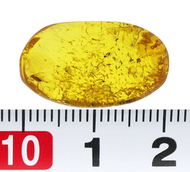 羽虫に加え多数の星状毛が認められる、およそ４０００万年前の樹脂が起源とされるバルト海産の琥珀（Amber）（その7）