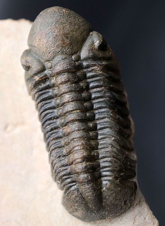 保存状態大変良好！、モロッコ産の三葉虫、リードプス（Reedops cephalotes）の化石（その1）