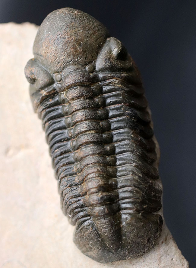 保存状態大変良好!、モロッコ産の三葉虫、リードプス(Reedops cephalotes)の化石(その1)