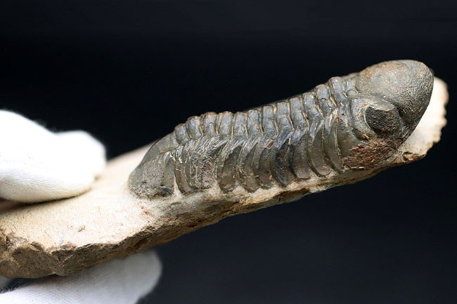保存状態大変良好！、モロッコ産の三葉虫、リードプス（Reedops cephalotes）の化石（その10）