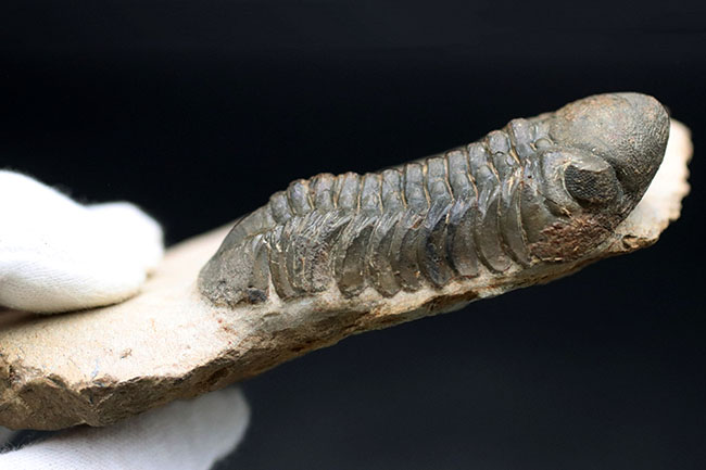 保存状態大変良好!、モロッコ産の三葉虫、リードプス(Reedops cephalotes)の化石(その10)