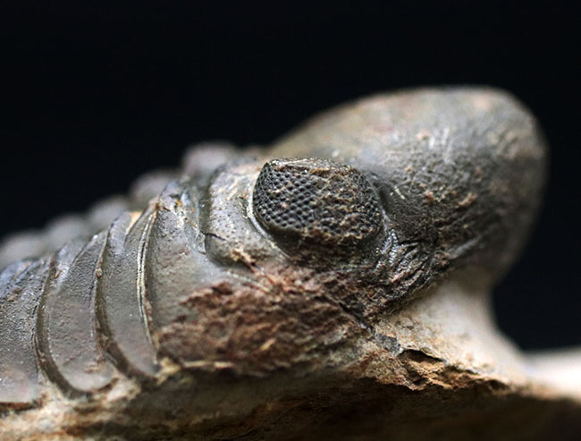 保存状態大変良好!、モロッコ産の三葉虫、リードプス(Reedops cephalotes)の化石(その11)