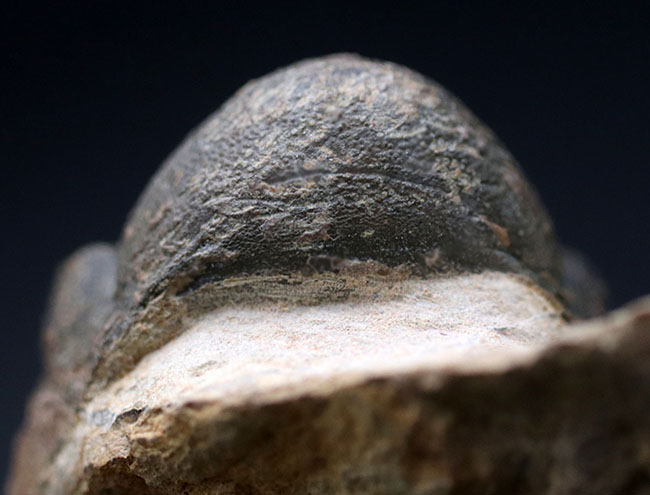 保存状態大変良好!、モロッコ産の三葉虫、リードプス(Reedops cephalotes)の化石(その12)