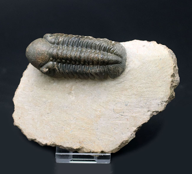 保存状態大変良好!、モロッコ産の三葉虫、リードプス(Reedops cephalotes)の化石(その13)