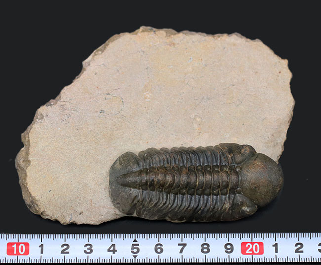 保存状態大変良好！、モロッコ産の三葉虫、リードプス（Reedops cephalotes）の化石（その14）