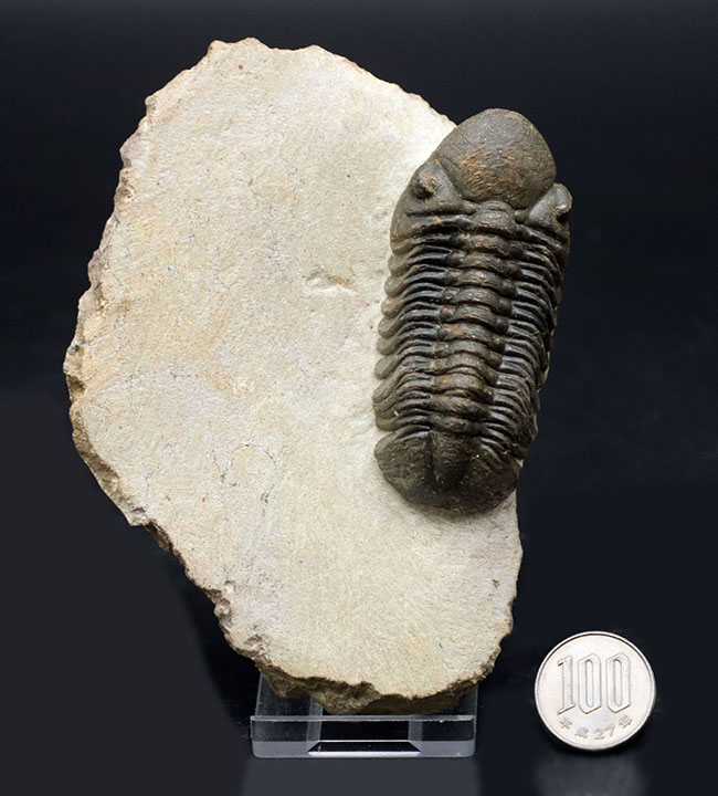 保存状態大変良好!、モロッコ産の三葉虫、リードプス(Reedops cephalotes)の化石(その15)