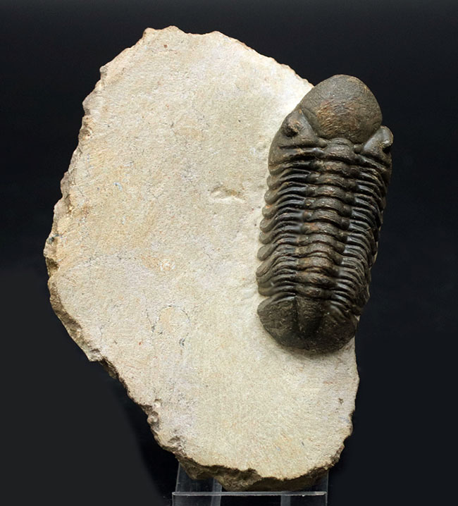 保存状態大変良好！、モロッコ産の三葉虫、リードプス（Reedops cephalotes）の化石（その2）