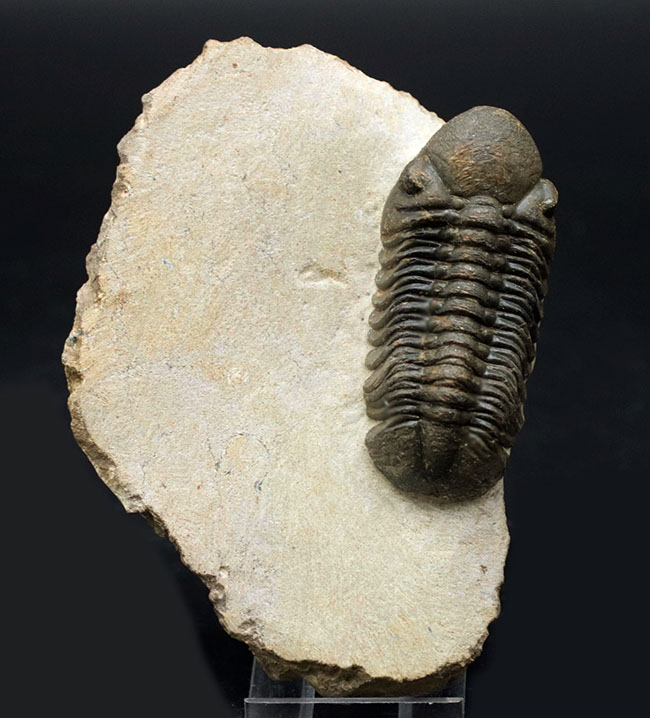 保存状態大変良好!、モロッコ産の三葉虫、リードプス(Reedops cephalotes)の化石(その2)