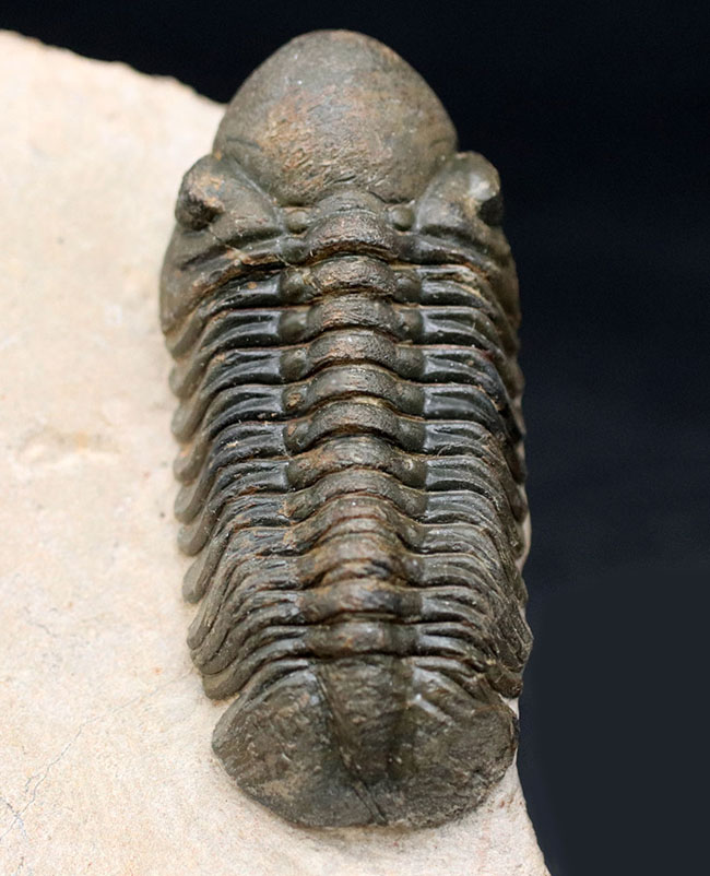 保存状態大変良好!、モロッコ産の三葉虫、リードプス(Reedops cephalotes)の化石(その3)