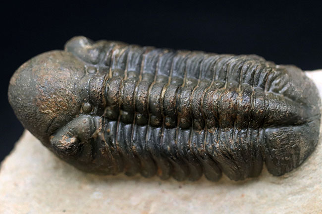 保存状態大変良好!、モロッコ産の三葉虫、リードプス(Reedops cephalotes)の化石(その4)