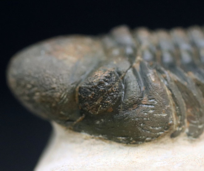 保存状態大変良好！、モロッコ産の三葉虫、リードプス（Reedops cephalotes）の化石（その5）