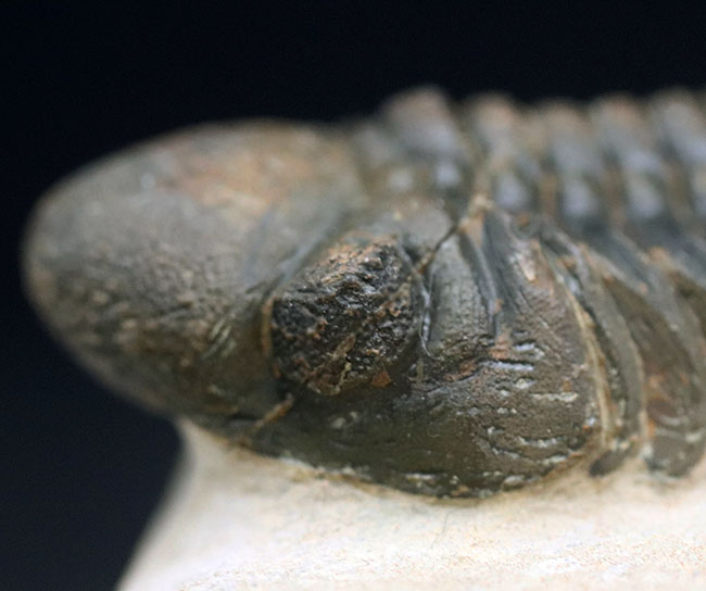 保存状態大変良好!、モロッコ産の三葉虫、リードプス(Reedops cephalotes)の化石(その5)