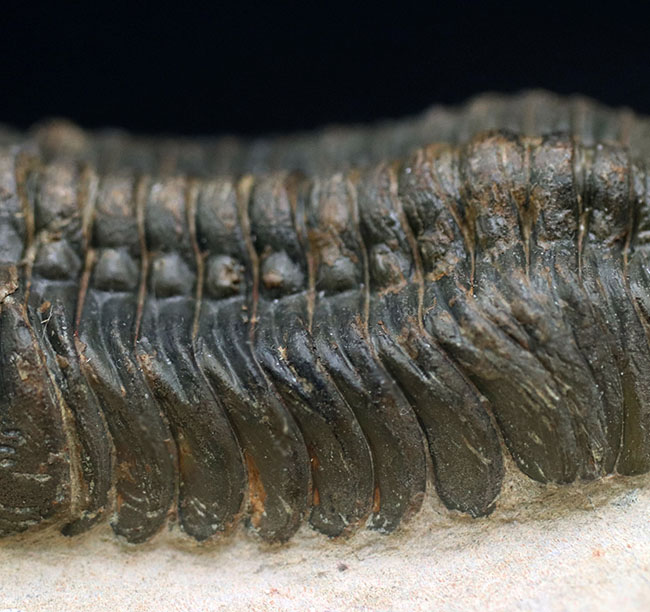 保存状態大変良好！、モロッコ産の三葉虫、リードプス（Reedops cephalotes）の化石（その6）