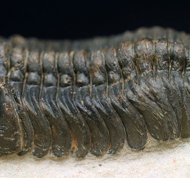 保存状態大変良好!、モロッコ産の三葉虫、リードプス(Reedops cephalotes)の化石(その6)