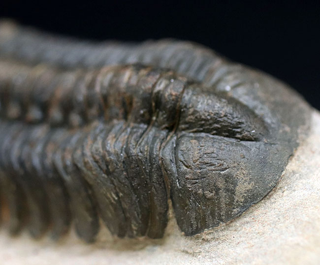 保存状態大変良好!、モロッコ産の三葉虫、リードプス(Reedops cephalotes)の化石(その7)