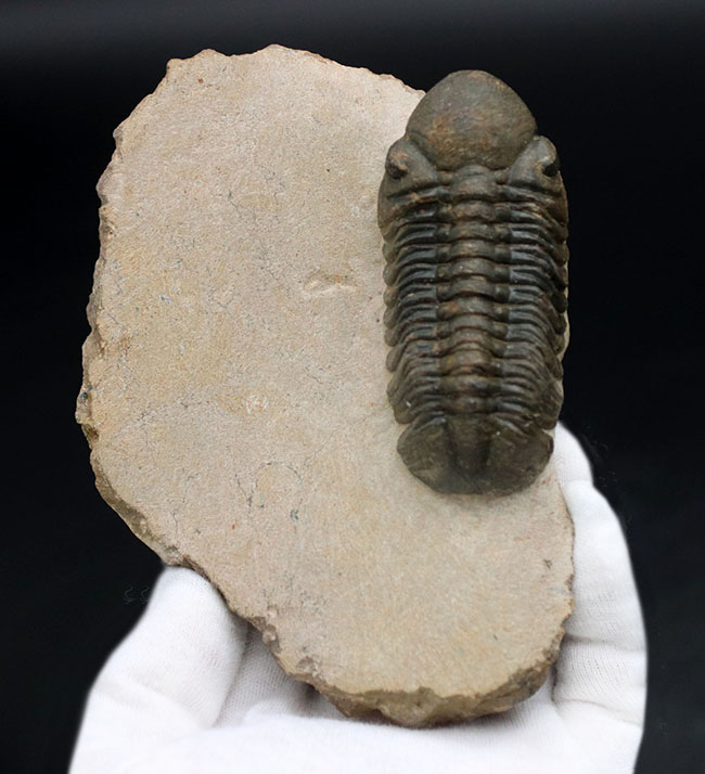 保存状態大変良好!、モロッコ産の三葉虫、リードプス(Reedops cephalotes)の化石(その8)