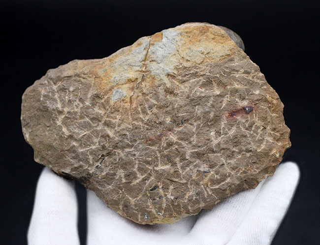 保存状態大変良好!、モロッコ産の三葉虫、リードプス(Reedops cephalotes)の化石(その9)