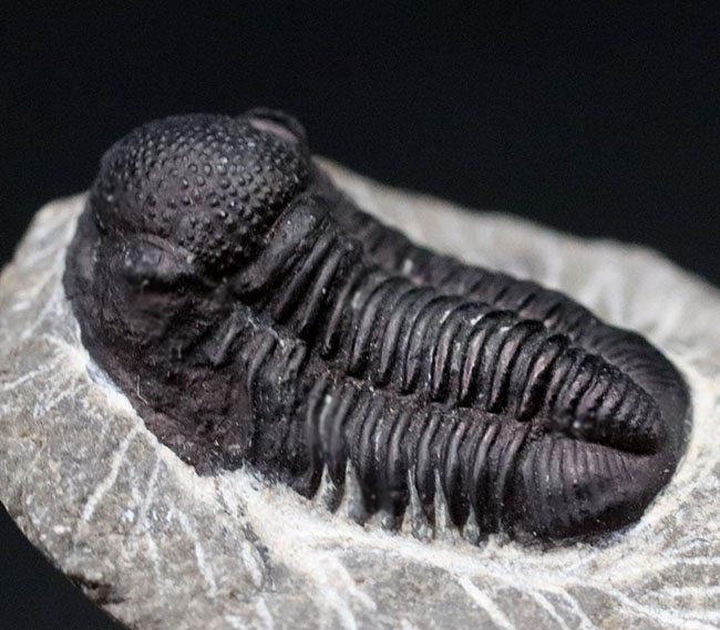 頭鞍部が丸い三葉虫、ゲラストス(Gerastos)の化石(その1)