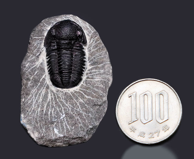 頭鞍部が丸い三葉虫、ゲラストス(Gerastos)の化石(その10)