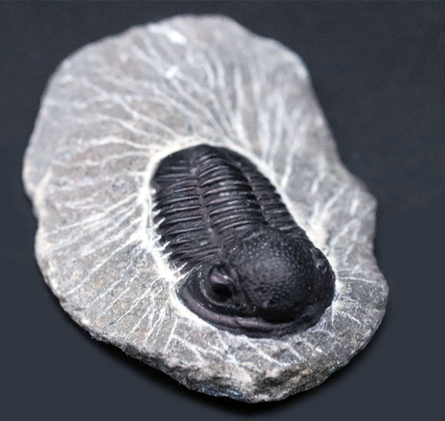 頭鞍部が丸い三葉虫、ゲラストス（Gerastos）の化石（その2）