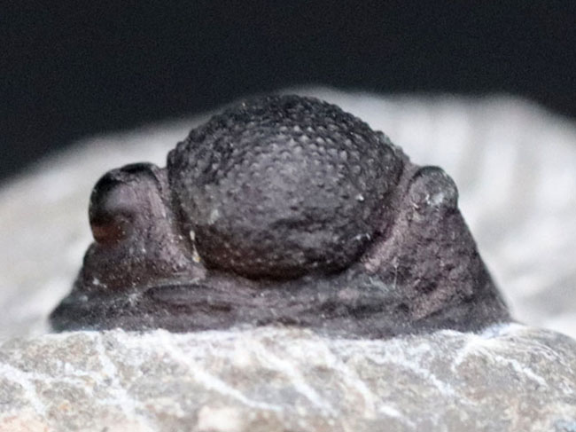 頭鞍部が丸い三葉虫、ゲラストス(Gerastos)の化石(その3)