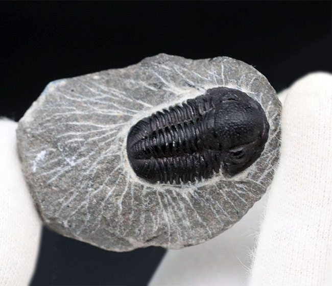 頭鞍部が丸い三葉虫、ゲラストス（Gerastos）の化石（その4）