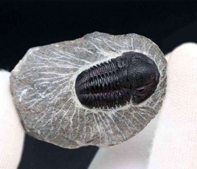 頭鞍部が丸い三葉虫、ゲラストス(Gerastos)の化石 三葉虫 販売 頭鞍部が丸い三葉虫、ゲラストス(Gerastos)の化石 三葉虫 販売