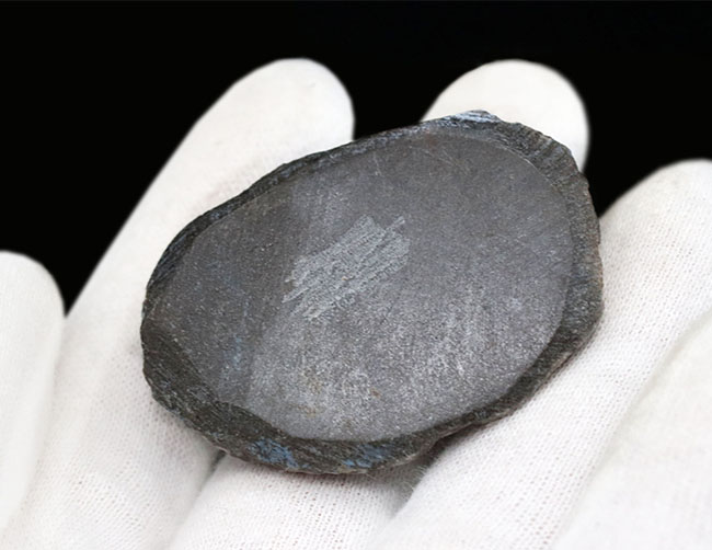 頭鞍部が丸い三葉虫、ゲラストス(Gerastos)の化石(その6)