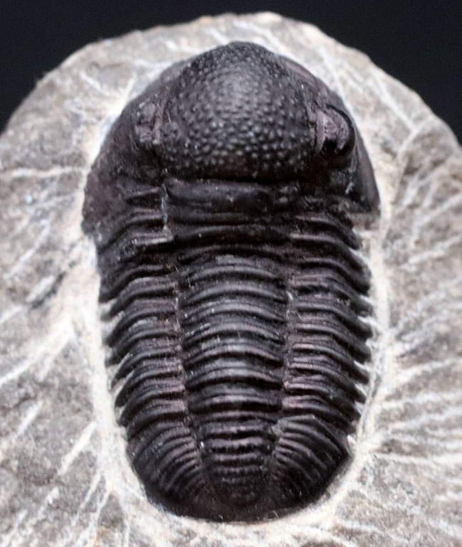 頭鞍部が丸い三葉虫、ゲラストス（Gerastos）の化石（その8）