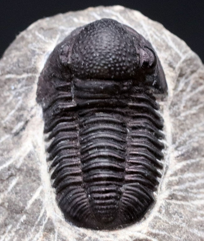 頭鞍部が丸い三葉虫、ゲラストス(Gerastos)の化石(その8)