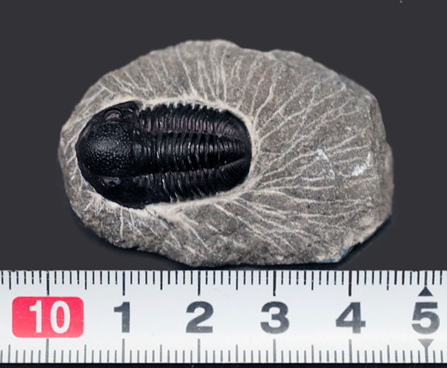 頭鞍部が丸い三葉虫、ゲラストス(Gerastos)の化石(その9)