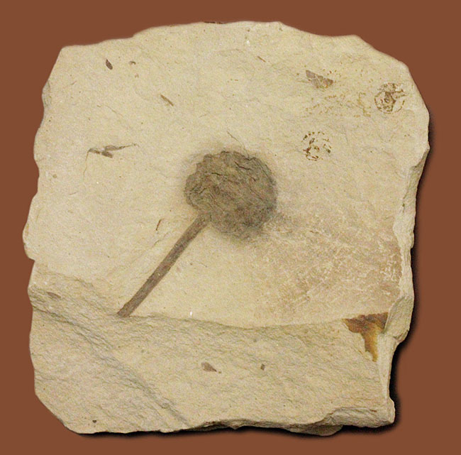 生きた化石として有名なメタセコイア（Metasequoia）の雌花（マツボックリ）の化石。米国モンタナ州産。（その1）