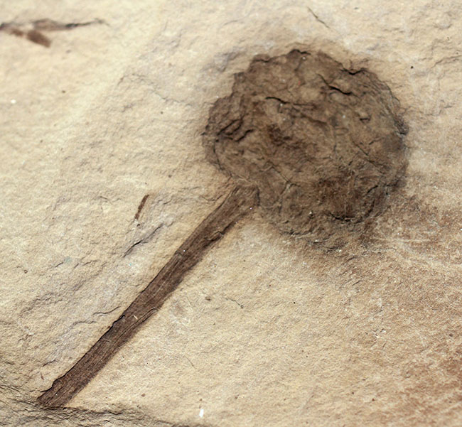 生きた化石として有名なメタセコイア（Metasequoia）の雌花（マツボックリ）の化石。米国モンタナ州産。（その2）