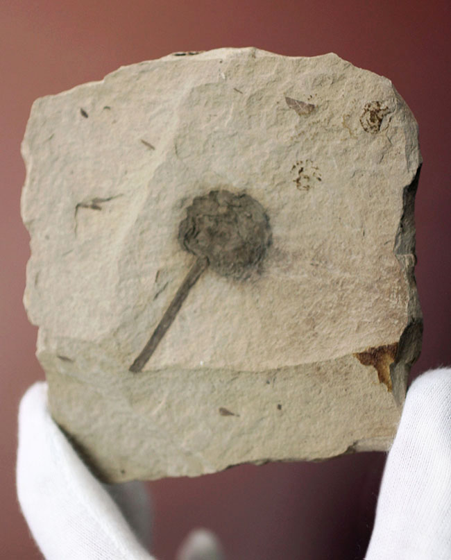 生きた化石として有名なメタセコイア（Metasequoia）の雌花（マツボックリ）の化石。米国モンタナ州産。（その3）