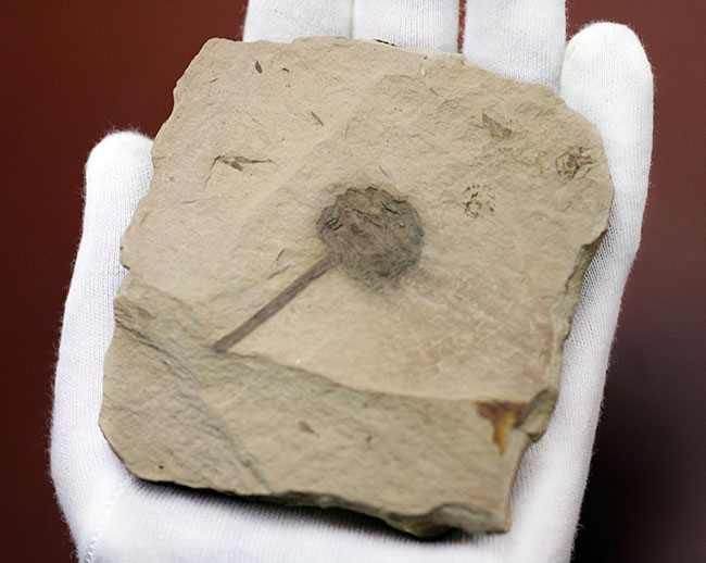 生きた化石として有名なメタセコイア（Metasequoia）の雌花（マツボックリ）の化石。米国モンタナ州産。（その4）