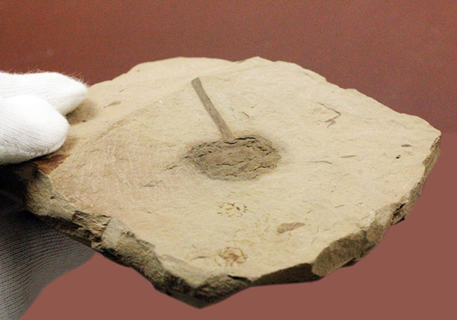 生きた化石として有名なメタセコイア（Metasequoia）の雌花（マツボックリ）の化石。米国モンタナ州産。（その5）