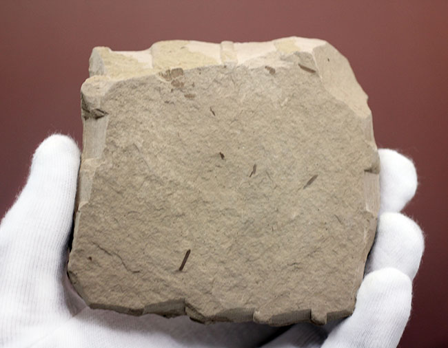 生きた化石として有名なメタセコイア（Metasequoia）の雌花（マツボックリ）の化石。米国モンタナ州産。（その6）