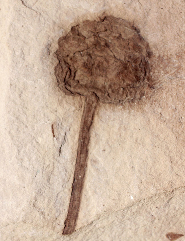 生きた化石として有名なメタセコイア（Metasequoia）の雌花（マツボックリ）の化石。米国モンタナ州産。（その7）