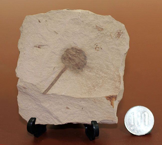 生きた化石として有名なメタセコイア（Metasequoia）の雌花（マツボックリ）の化石。米国モンタナ州産。（その8）