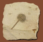 生きた化石として有名なメタセコイア（Metasequoia）の雌花（マツボックリ）の化石。米国モンタナ州産。