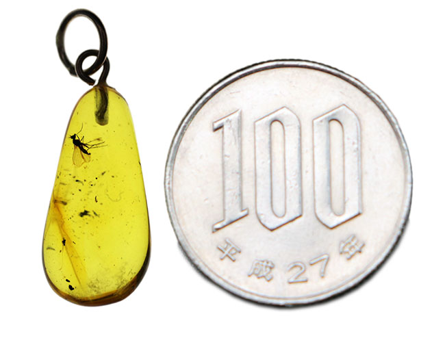 透明度抜群!アシナガバエ科の虫を内包したバルト海産琥珀(Amber)を使ったペンダントトップ(シルバーチェーン、高級ジュエリーケース付き。)(その7)