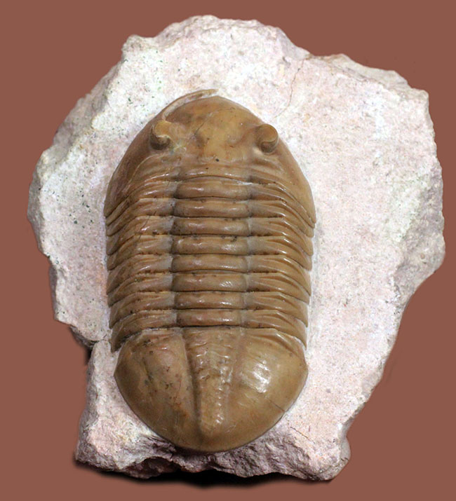 アサフスの原始的な種、レピドゥルス(Asaphus lepidurus)の典型的な良質品(その1)