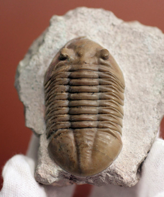 アサフスの原始的な種、レピドゥルス(Asaphus lepidurus)の典型的な良質品(その10)